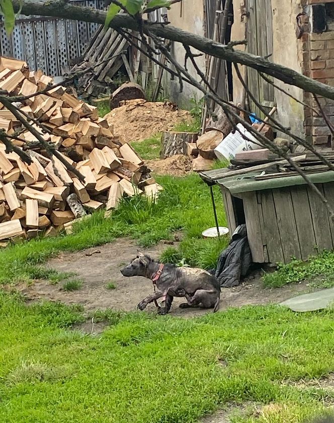 Studentka prawa nie pomogła psu