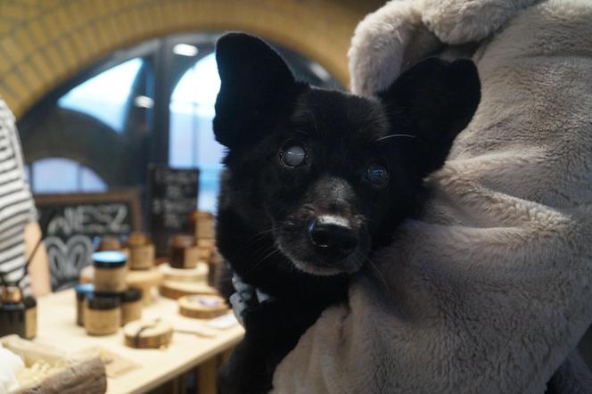 Psiaki opanowały Halę Targową! Za nami wyjątkowe targi 