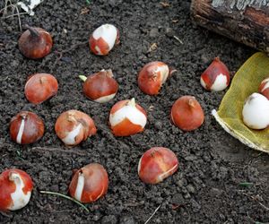 Nie przegap terminu sadzenia cebulek tulipanów. Powoli się zbliża