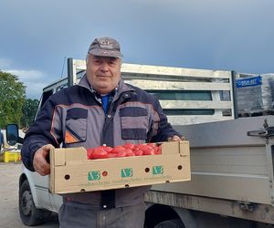 Samozbiory pomidorów na plantacji w Niewirkowie cieszą się powodzeniem