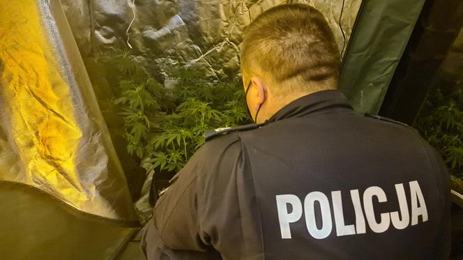32-latek prowadził w Gdańsku profesjonalną plantację marihuany