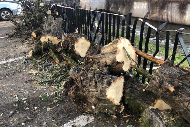 Były akacje, będą magnolie. Czy słusznie? „Zasadźcie tutaj prawdziwe drzewa” [POSŁUCHAJ]