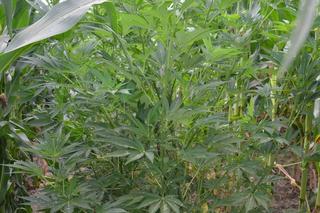 Jaki ojciec, tacy synowie. Cała trójka zatrzymana za produkcję narkotyków