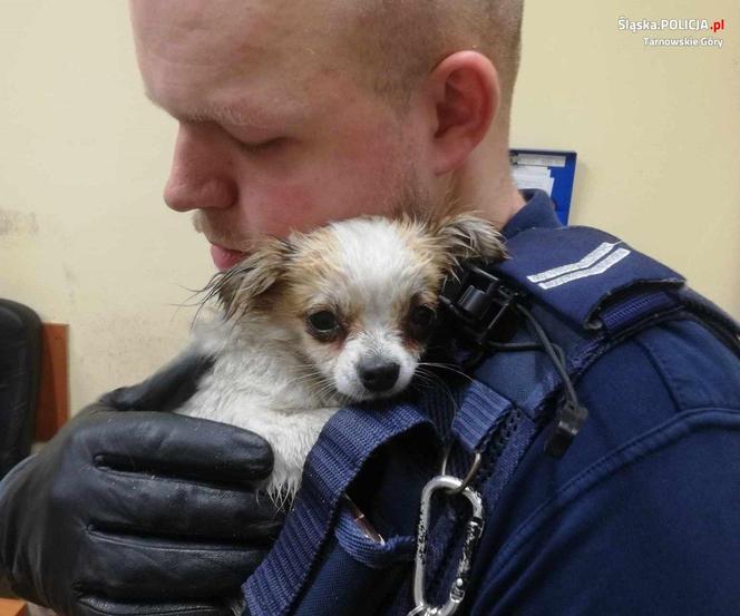 Policjanci uratowali małego pieska. Zdjęcie policjanta z czworonogiem jest przeurocze