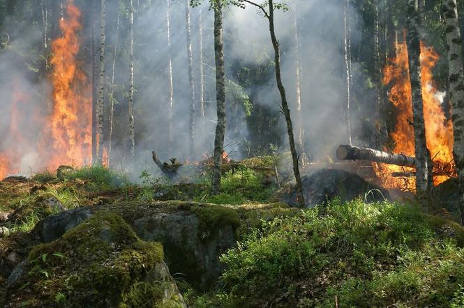 Zagrożenie pożarowe: Czy będzie zakaz wstępu do lasów?