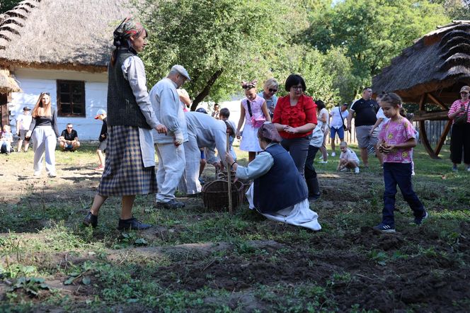 W skansenie w Lublinie pokazali, jak dawniej wyglądały wykopki kartoflane