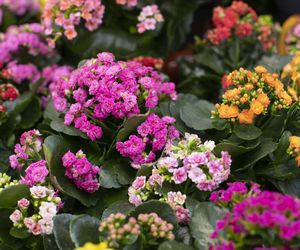 Kalanchoe Blossfelda