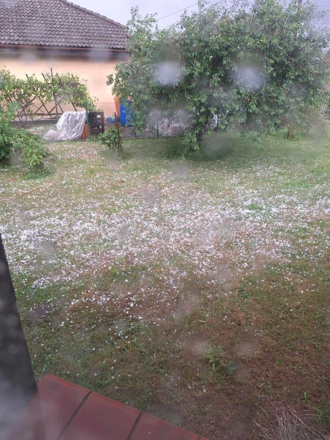 Zniszczone plantacje warzyw i owoców na Dolnym Śląsku. "To był prawdziwy armagedon" 
