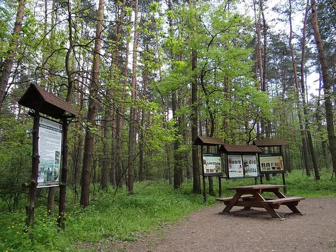 Niepołomice i Puszcza Niepołomicka - idealny sposób na weekend blisko Krakowa. Zwiedzaj z Wędrownymi Motylami!