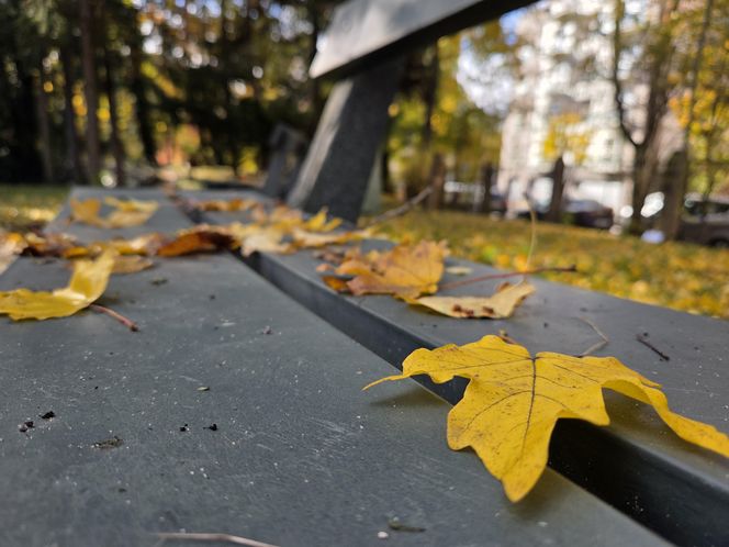 Jesień w Ogrodzie Botanicznym UKW. To ostatnia szansa na spacer wśród złotych liści!