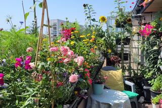 Warszawa w Kwiatach 2022