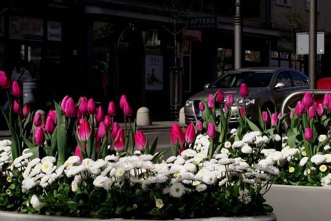 Miejskie kwietniki w Gdyni zachwycają