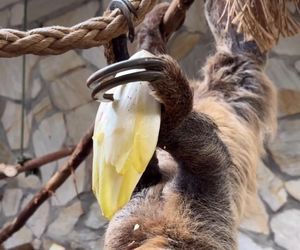 Leniwiec z ZOO Wrocław