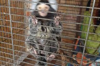 W mieszkaniu w Bytomiu zrobiła małpiarnię! Służby interweniowały u 46-latki [ZDJĘCIA]. 