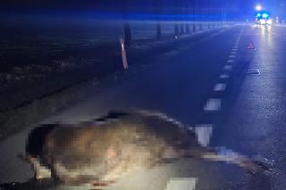 Potężny łoś wyskoczył z przydrożnego rowu. Przebił racicami dach auta i poważnie ranił 29-latkę