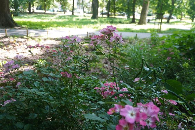 Park Miejski w Sandomierzu