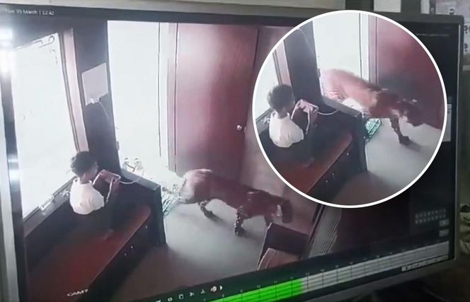 Pantera weszła do pokoju, w którym siedziało dziecko! Szokujący finał filmu