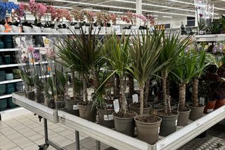 Atac - pierwszy sklep w Polsce