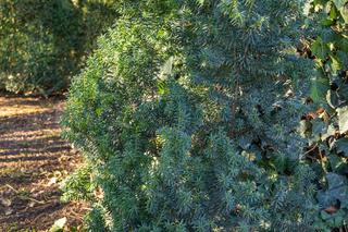 Cis pośredni 'Hillii'