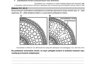 Matura 2021: Biologia. Arkusze CKE z biologii znajdziesz tutaj [Matura 12.05.2021]