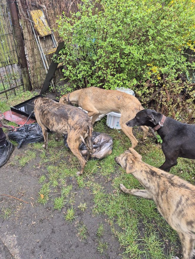 Dramat w Pruszkowie. Przetrzymywał zwierzęta w skandalicznych warunkach. Właściciel próbował się ich pozbyć