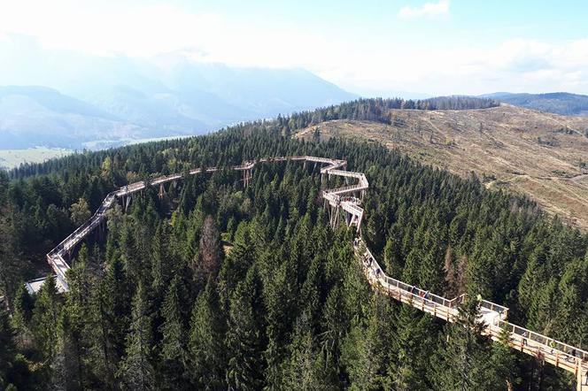 Zakopane pozazdrościło Słowakom, też chce mieć kładkę w koronach drzew