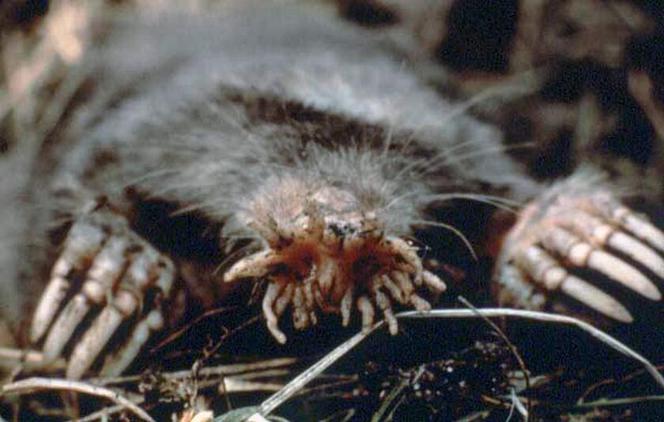 Gwiazdonos