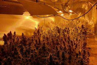 Ogromna plantacja marihuany w powiecie monieckim