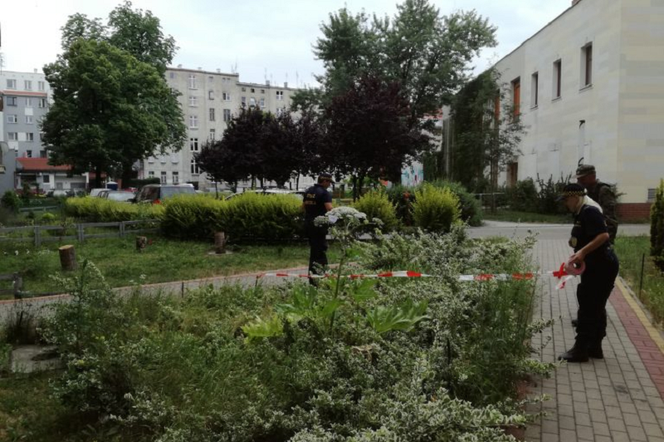 Toksyczna roślina rośnie we Wrocławiu nie tylko w parkach, ale też na podwórkach!