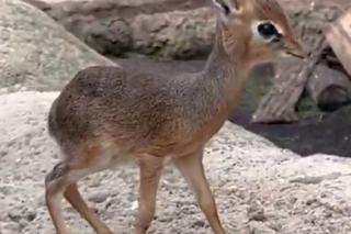 Najmniejsza antylopa świata urodziła się w zoo we Wrocławiu. Od razu skradła serca!