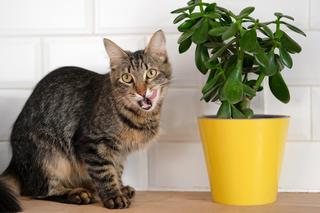 Rośliny bezpieczne dla kota i psa. 11 roślin doniczkowych do domu ze zwierzętami