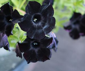 Czarna petunia 