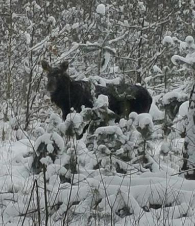 Bełchatowskie lasy mają nowych lokatorów. Tej zwierzyny nie było tu od lat!