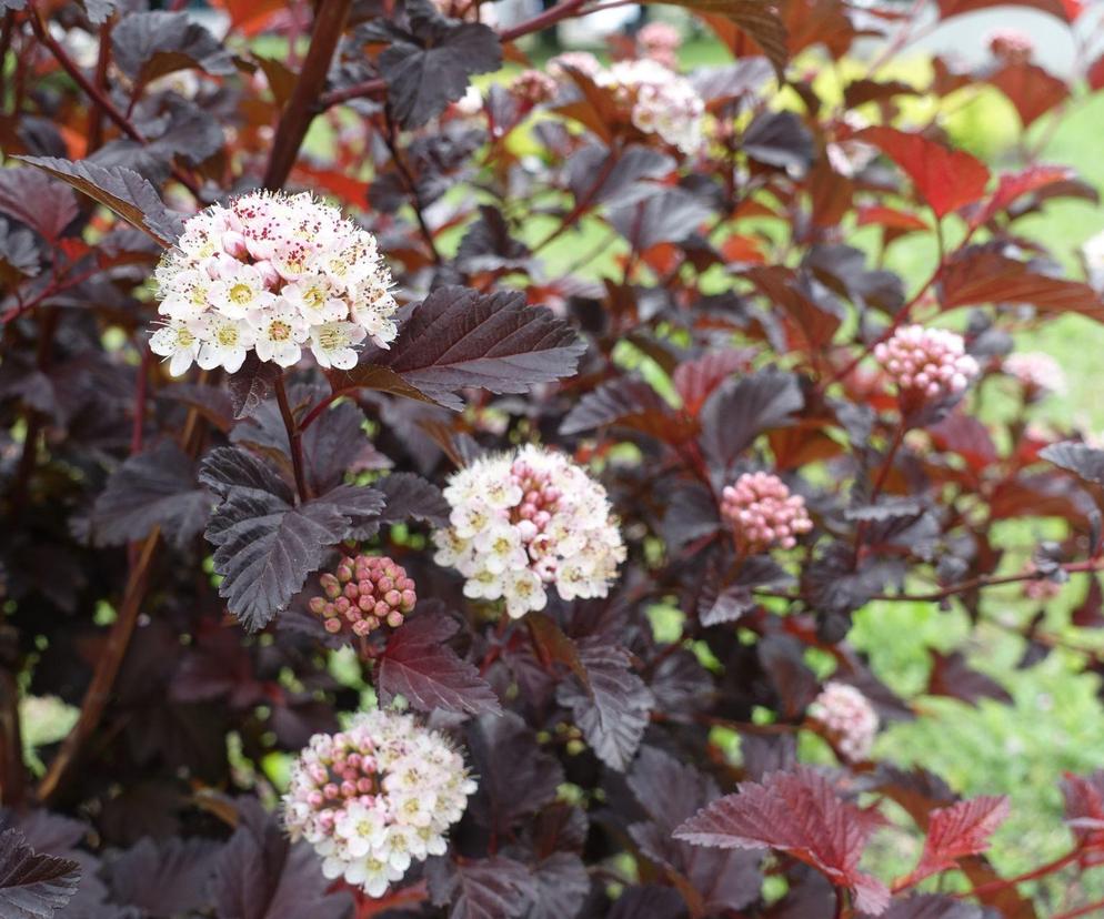 Pęcherznica kalinolistna