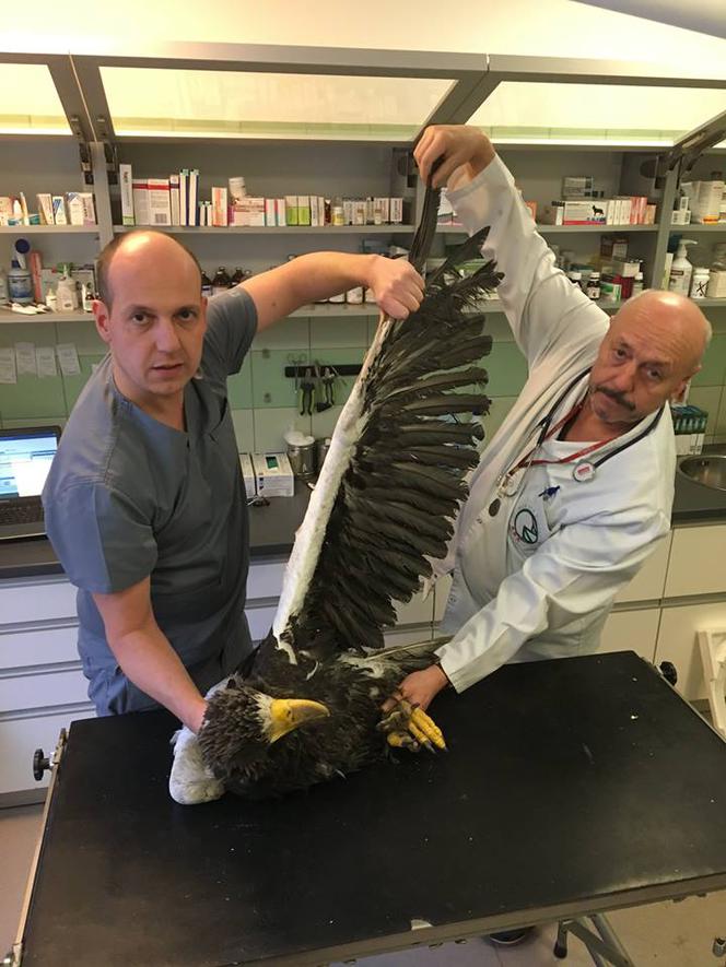 Bielik oIbrzymi w Ośrodku Rehabilitacji Zwierząt Chronionych w Przemyślu