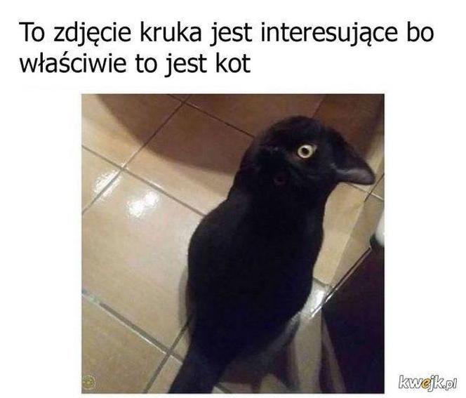 Koty opanowały internet! Memy z mruczkami bawią do łez [TOP 45]