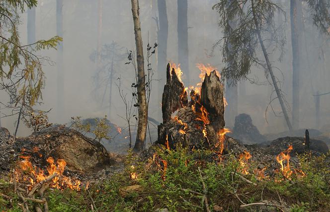 Susza w lasach! Wzrost zagrożenia pożarowego w Polsce. Alert dla Warmii i Mazur!