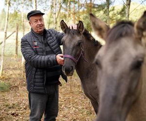 Podlaskie. Wataha wilków terroryzuje mieszkańców wioski. Zabijają zwierzęta, wchodzą na podwórko