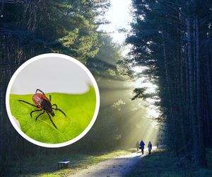 Kleszcze? Nie! Naturalne sposoby na bezpieczny spacer bez kleszczy