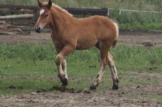 Serce pana Franciszka nie wytrzymało, gdy jego klacz padła na ziemię. Finał historii wyciska łzy
