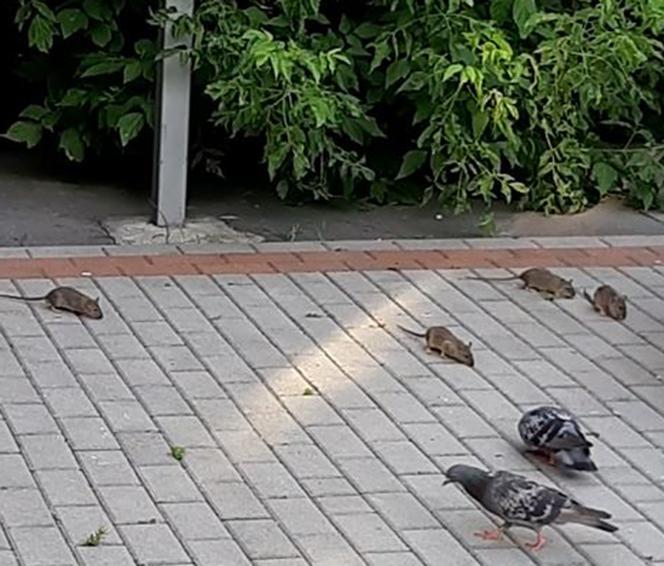 Plaga Szczurów na Międzynarodowej