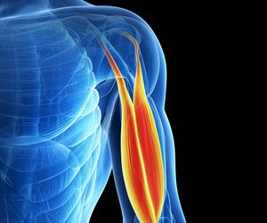 Mięsień dwugłowy ramienia – budowa, funkcje i ćwiczenia na biceps