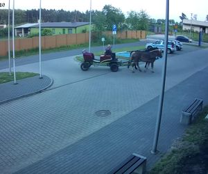 Poddębice. Wóz konny na parkingu komendy. Kierowca nietrzeźwy i z dożywotnim zakazem [ZDJĘCIA]. 