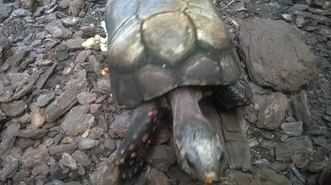 Poznań: Z Palmiarni skradziono... dużego żółwia! [AUDIO] Pracownicy proszą o pomoc