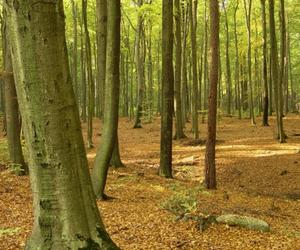 Park Krajobrazowy Wzniesień Łódzkich