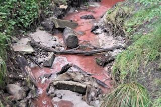 Plaga egipska spadła na Kraków? Rzeka zmieniła kolor na czerwony