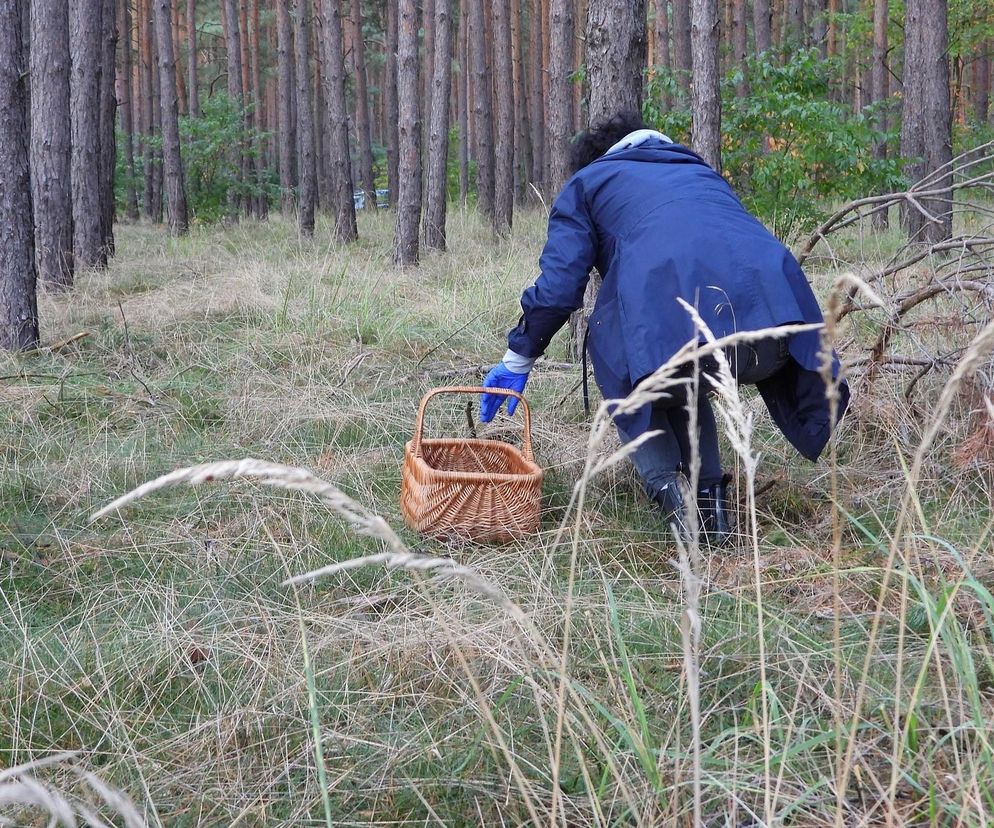 Coraz więcej mandatów dla grzybiarzy! Jak uniknąć kary?