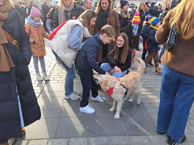 33. Finał WOŚP z grupą krakowskich Golden Retrieverów