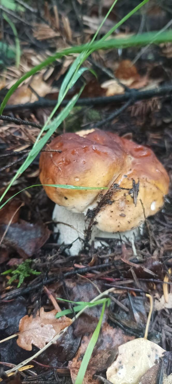 Sypnęło grzybami na początku października w Świętokrzyskiem