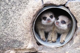 Surykatki w warszawskim ZOO oszalały ze szczęścia! To trzeba zobaczyć!